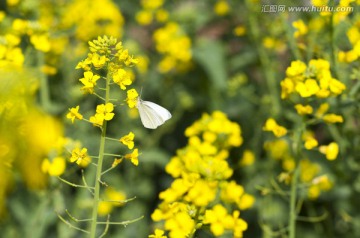 油菜花