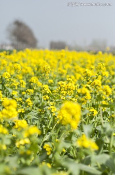 油菜花地