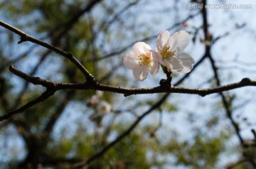 樱花特写