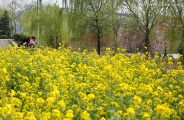 油菜花