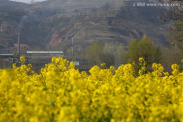 油菜花