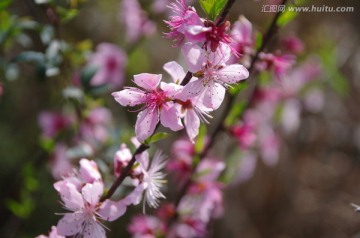 桃花