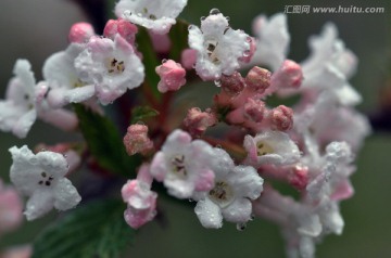 丁香花