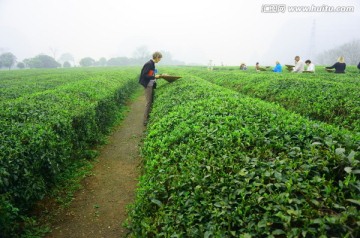 茶园