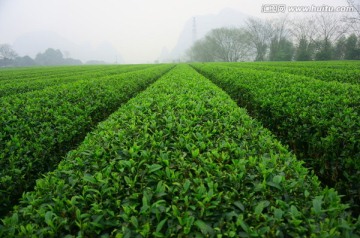 茶叶园