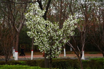 心形樱花树