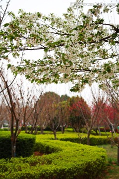 樱花满枝头