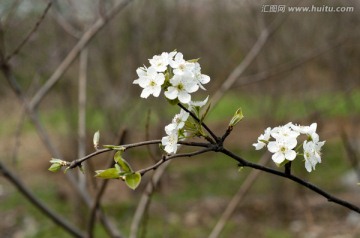 梨花