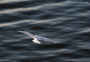 慢门海鸥