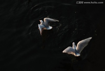 慢门海鸥