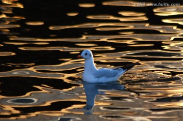 夕阳海鸥