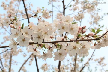 清新明丽的樱花