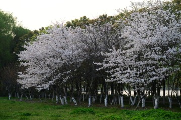 樱花