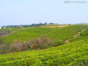 茶山