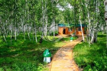 夏季白桦林中的木屋