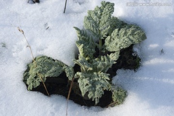 雪地阿魏 中草药