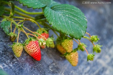 草莓种植