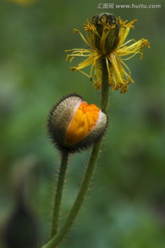 虞美人花蕾 花卉