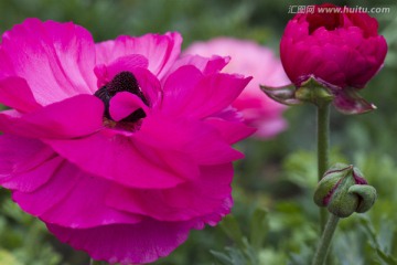 花毛茛 花卉