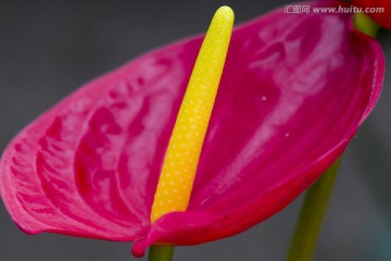 红掌 花卉 特写