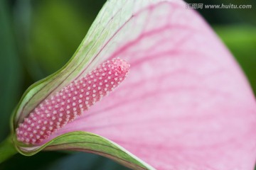 红掌 花卉 特写