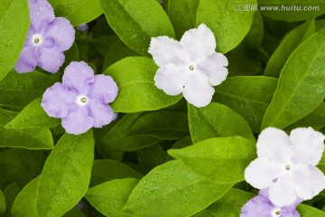 双色茉莉花 花卉