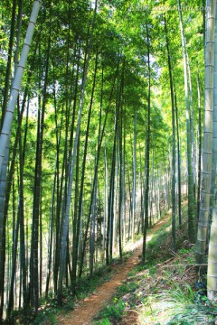 竹林小道 竹海