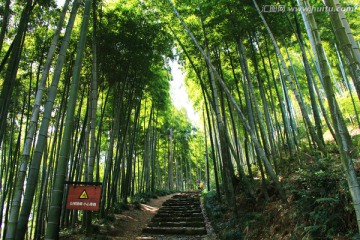 竹林小道