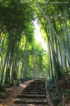 竹海 竹林小道