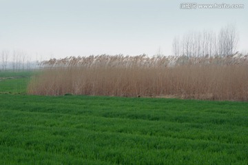 芦苇 芦苇地 农田 芦苇荡