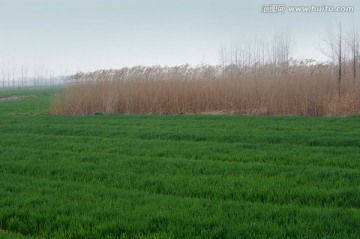 芦苇 芦苇荡 田野