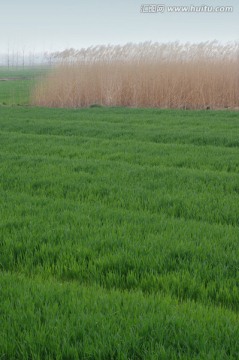 麦田 芦苇荡