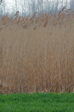 芦苇 芦苇荡 田野