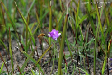 野花 紫花 蜜蜂采蜜