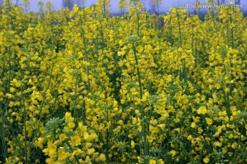 油菜花