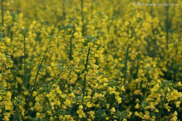 油菜花 黄花