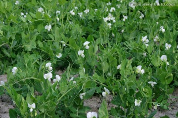 豌豆苗 豌豆花 豌豆田