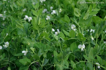 豌豆苗 豌豆花