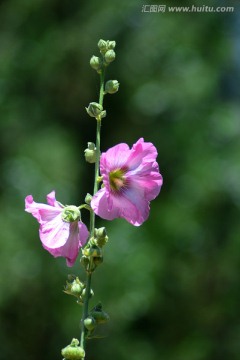 芙蓉