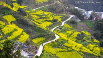 油菜花