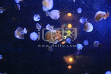 海洋动物水母摄影