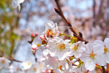 樱花和蜜蜂