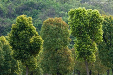 春天 樟树 香樟树