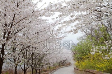 樱花小路