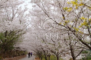 樱花小路