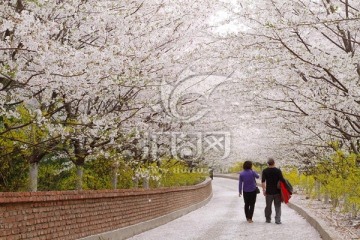 樱花小路