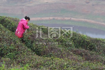 茶园 茶场 茶山