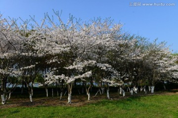 樱花