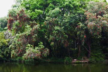 深圳东湖公园