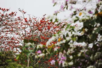 木棉花